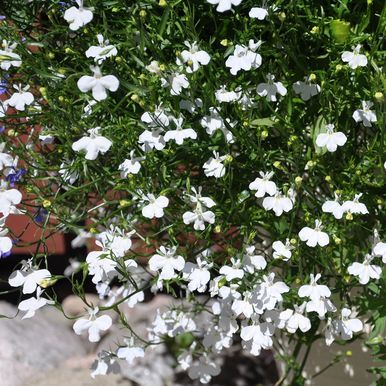 Hengelobelia 'Cascade White'