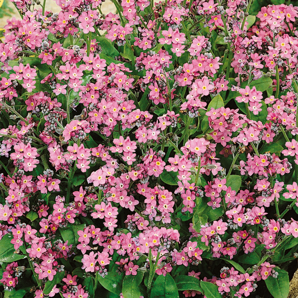 Skogforglemmegei 'Rosylva'