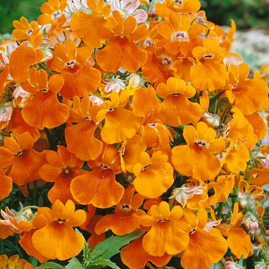 Nemesia 'Orange Prince'