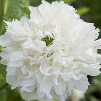 Peonvalmue 'Yellow Peony'