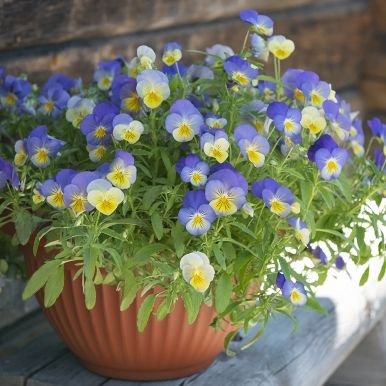 Hagestemorsblomst F1 'Cool Wave Blueberry Swirl'