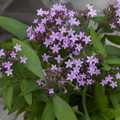 Stjerneblom F1 'Northern Lights Lavender'