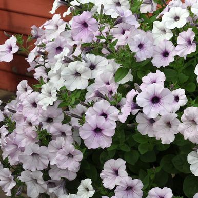 Petunia F1 'Tidal Wave Silver'