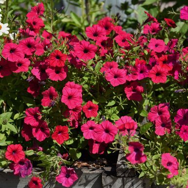 Petunia F1 'Tidal Wave Cherry'