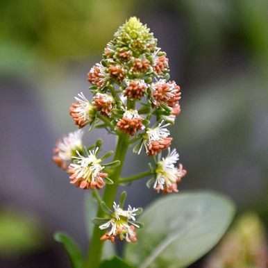 Hagereseda 'Ameliorata'