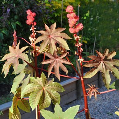 Oljeplante 'Carmencita Bright Red'