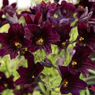 Trompetblomst 'Black Trumpets'