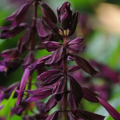 Praktsalvie 'Lighthouse Purple'