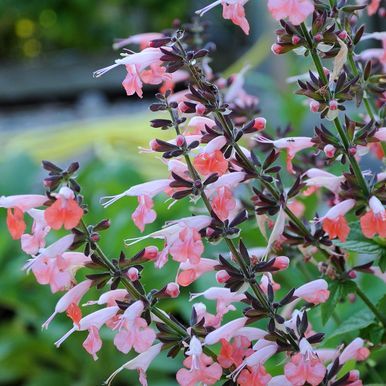 Rødsalvie 'Summer Jewel Pink'