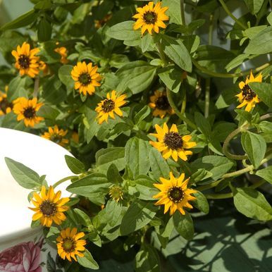 Krypsolknapp 'Mandarin Orange'