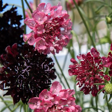 Enkeblomst 'Summer Fruits', blomster i hindbærrød, kirsebærrød og mørk lilla på lange, lette stilke.