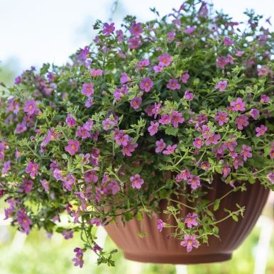 Bacopa 'Pinktopia'