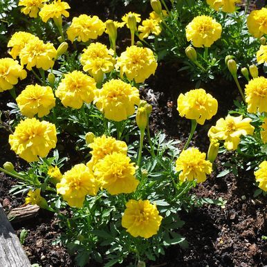 Fløyelsblomst 'Primo Yellow'