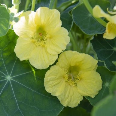 Blomkarse 'Jewel Primrose'