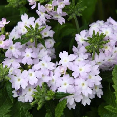 Hageverbena 'Quartz XP Silver'