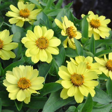 Maryland-sinnia 'Zahara Yellow'