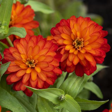 Maryland-sinnia 'Zahara Double Fire'