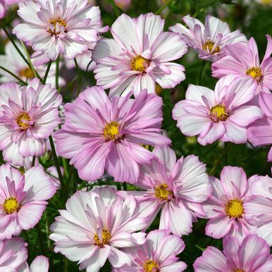Pyntekurv 'Cosimo Collarette'
