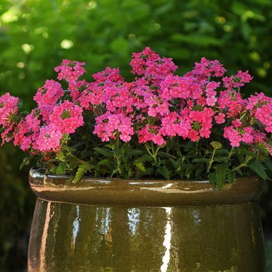 Hageverbena 'Quartz XP Pink'
