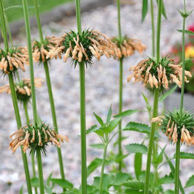 Leonotis 'Shrimp Cocktail'