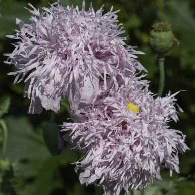 Valmue 'Lilac Pompom'