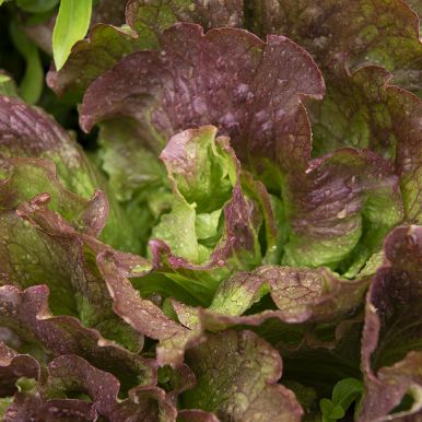 Isbergsalat 'Red Iceberg'