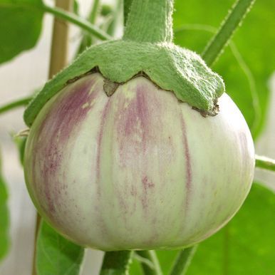 Aubergine 'Rotonda Bianca Sfumata di Rosa'