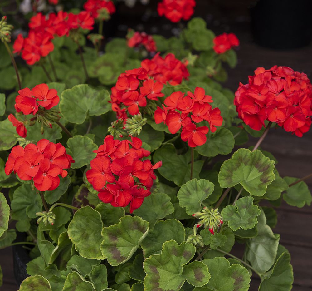 frø til sommerblomster