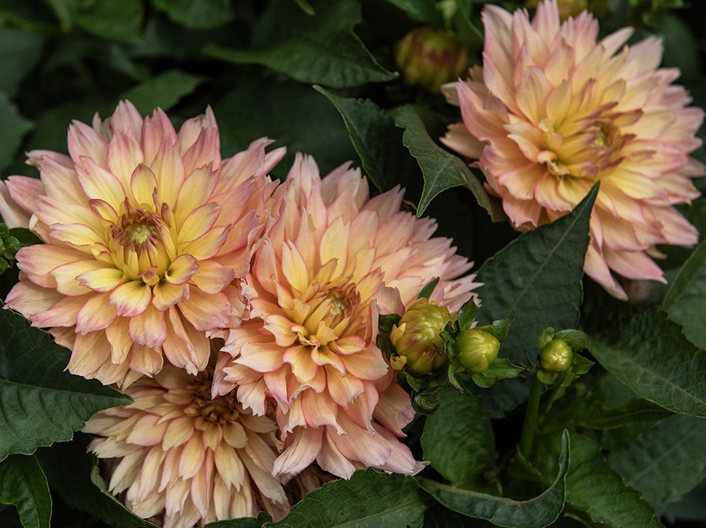 Dekorativ 'Gallery Pablo' 1 stk. Dahlia x