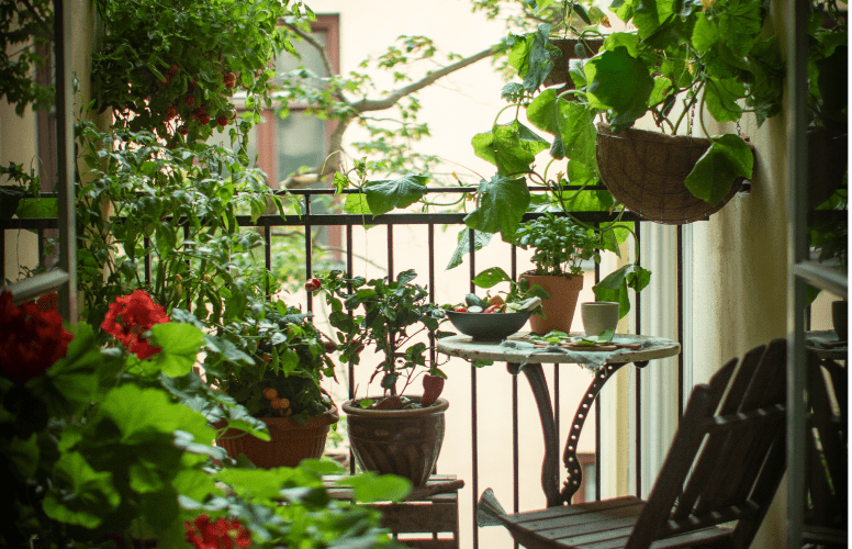 Dyrkning av grønnsaker på balkong