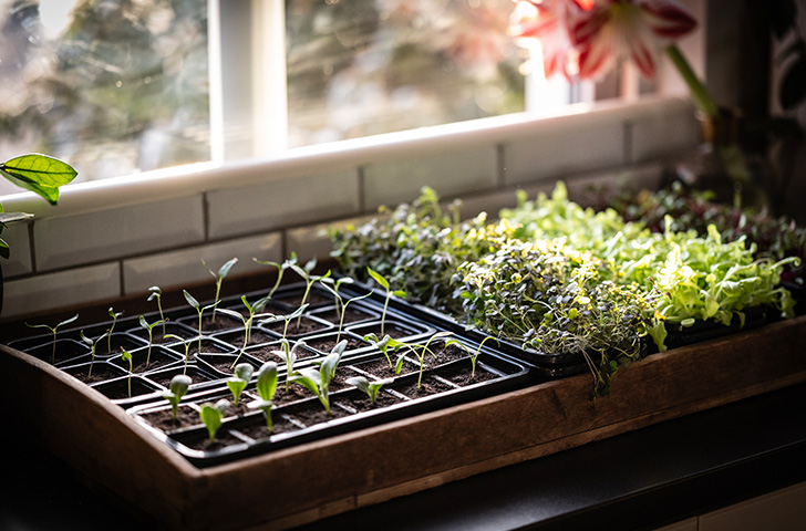 Forkultivering av frø