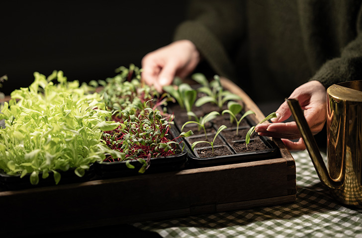 Fordyrkning med frøsadd innendors