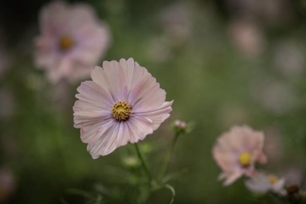 Utvalgte sommerblomster til forsåing - upptill 40 % rabatt