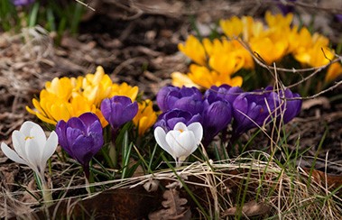 Plant krokus for insektene