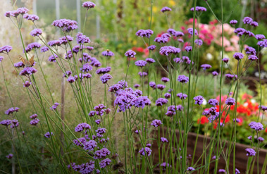 frø till kjempeverbena