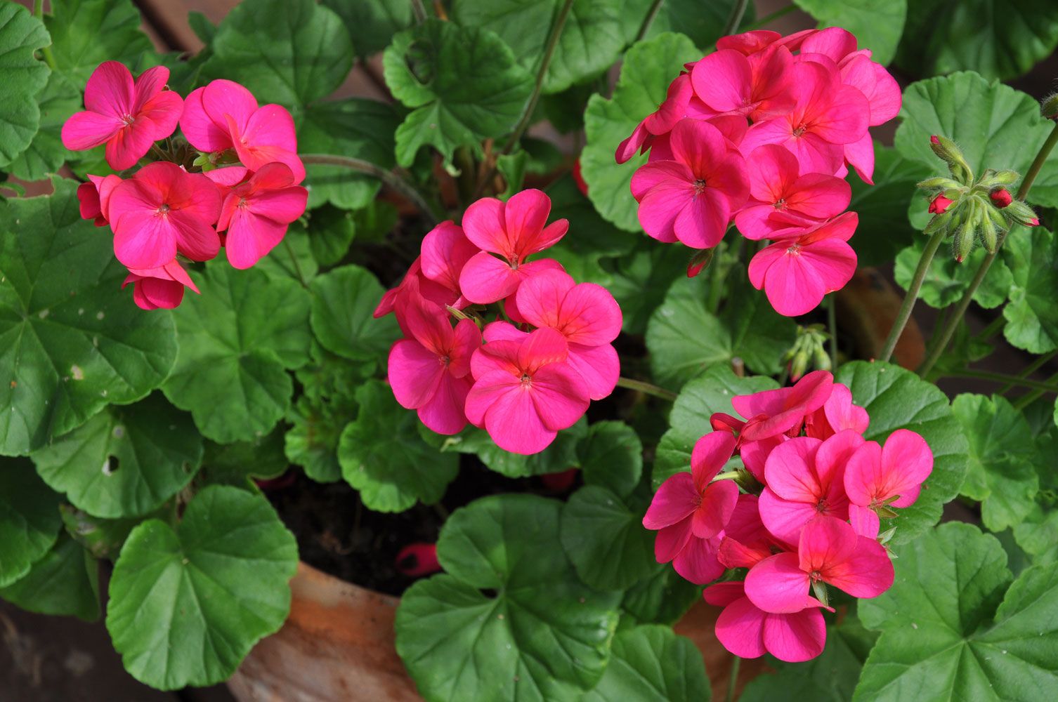 Zonalpelargonia F1 'Apache Violet'.