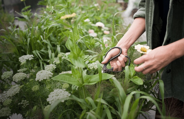 Høsting av snittblomster i dyrking