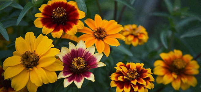 Guldzinnia 'Old Mexico Mix'