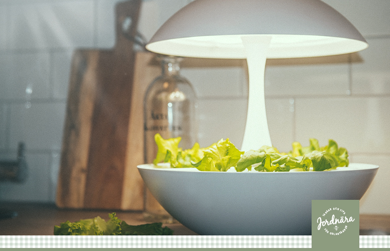 Hydroponisk dyrkning av salat