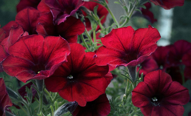 Petunia F1 'Easy Wave Red Velour'