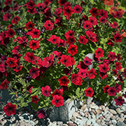 Rondellpetunia F1 'Tidal Wave Red Velour'