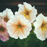 Petunia F1 'Ingrid'