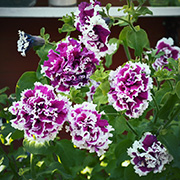 Petunia F1 'Pirouette Purple'