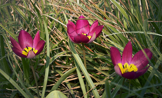 Botaniske tulipaner