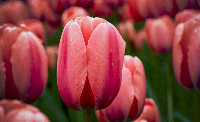 Darwin hybrid tulipan