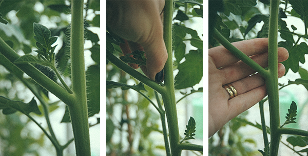 Tyving av tomatplante