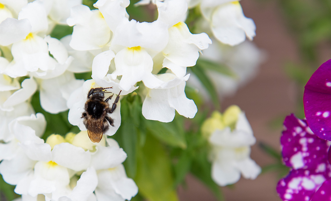 Humle i prydløvemunn