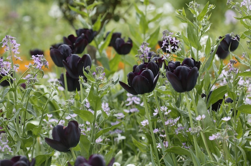 Tulipan Queen of Night