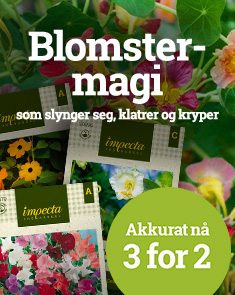 Blomstermagi som slynger seg, klatrer og kryper.