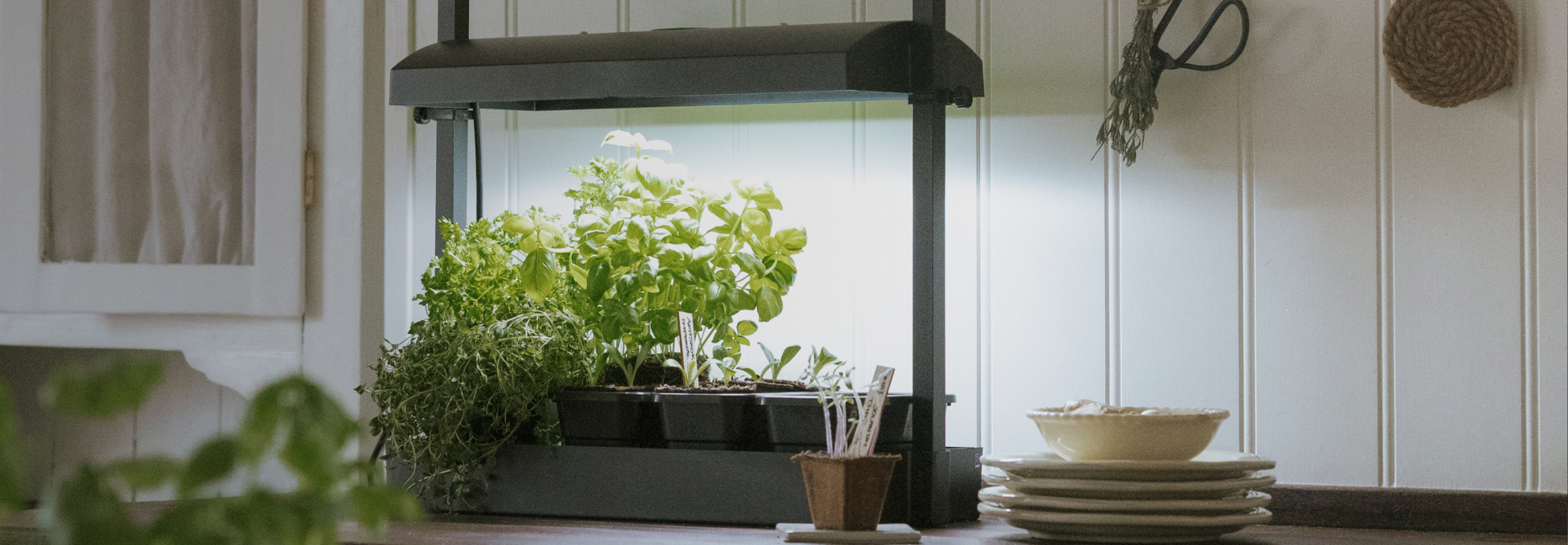 Dyrk innendørs under vekstbelysning